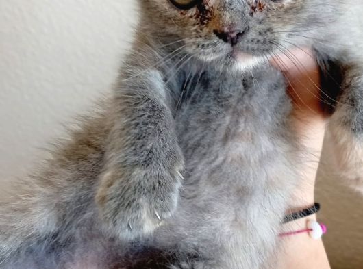 Scottish Fold Yavrularımız görsel