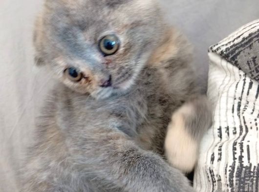 Scottish Fold Yavrularımız görsel