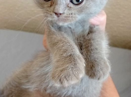 Scottish Fold Yavrularımız görsel