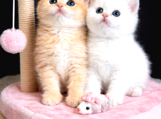 Show Kalite British Shorthair Golden Bebekler görsel