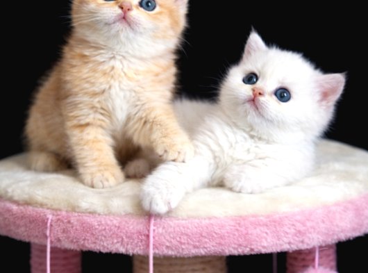 Show Kalite British Shorthair Golden Bebekler görsel