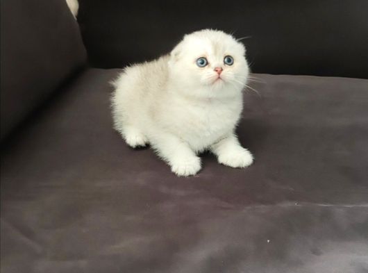 Mükemmel Renk Ve Kürk