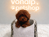 Vonalp Pet Garantisiyle Efsane Güzelli̇kte Toy Poodle