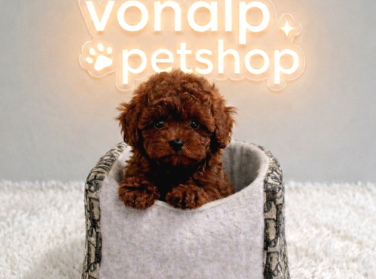Vonalp Pet Garantisiyle Efsane Güzelli̇kte Toy Poodle görsel