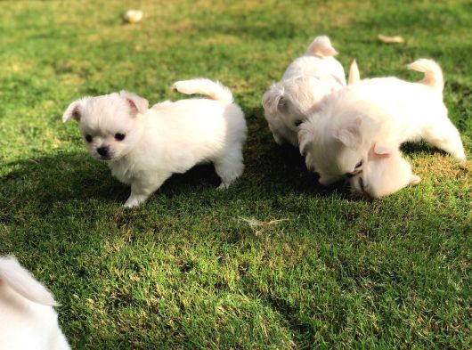 Sevimli Ve Eğitimli Chihuahua görsel