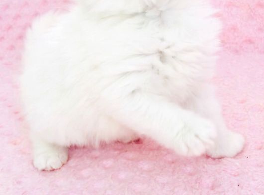 Kar Bey Longhair Yakışıklı görsel