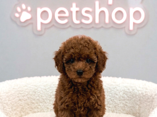 Vonalp Pet Garantisiyle Efsane Güzelli̇kte Toy Poodle görsel