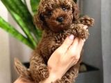 Toy Poodle Sevi̇mli̇ Yavrular Ev Üreti̇mi̇