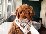 TOY POODLE SEVİMLİ YAVRULAR EV ÜRETİMİ
