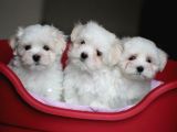MALTESE TERRİER CİNSİ YAVRULAR