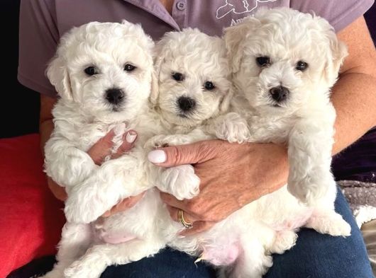 Maltese Terri̇er Ci̇nsi̇ Yavrular görsel