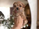 MALTİPOO CİNSİ YAVRULAR EV ÜRETİMİ