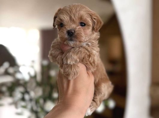 Malti̇poo Ci̇nsi̇ Yavrular görsel