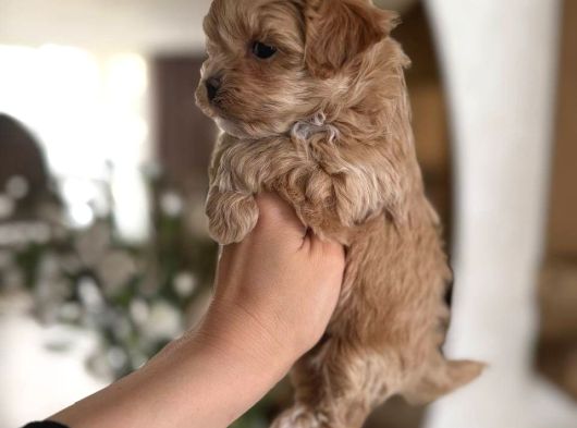 Malti̇poo Ci̇nsi̇ Yavrular Ev Üreti̇mi̇ görsel