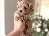 Malti̇poo Ci̇nsi̇ Yavrular