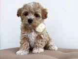 MALTİPOO CİNSİ YAVRULAR