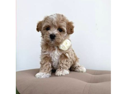 Malti̇poo Ci̇nsi̇ Yavrular