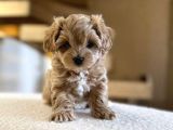 MALTİPOO CİNSİ YAVRULAR EV ÜRETİMİ