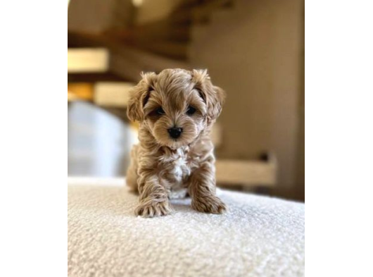 Malti̇poo Ci̇nsi̇ Yavrular görsel