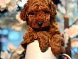 TOY POODLE SEVİMLİ YAVRULAR EV ÜRETİMİ