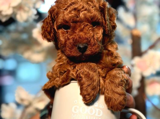 Toy Poodle Sevi̇mli̇ Yavrular Ev Üreti̇mi̇
