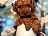 Toy Poodle Sevi̇mli̇ Yavrular Ev Üreti̇mi̇