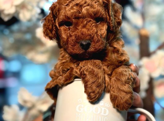 Toy Poodle Sevi̇mli̇ Yavrular Ev Üreti̇mi̇ görsel