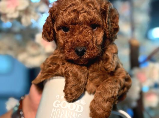 Toy Poodle Sevi̇mli̇ Yavrular Ev Üreti̇mi̇ görsel