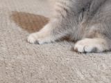 Mükemmel A Kalite British Shorthair Yavrumuz