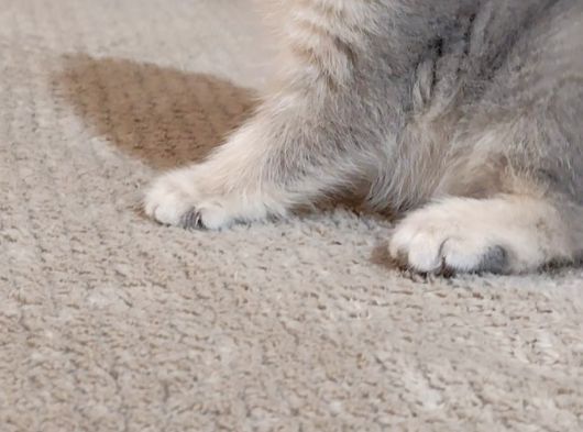 Mükemmel A Kalite British Shorthair Yavrumuz görsel