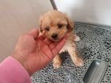 Mini Maltipoo  yavrumuz yeni sahiplerini arıyor