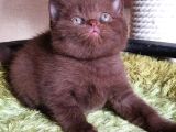 chocolate british shortair