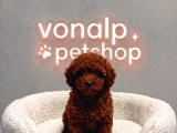 VONALP PET GARANTISIYLE EFSANE GÜZELLİKTE TOY POODLE