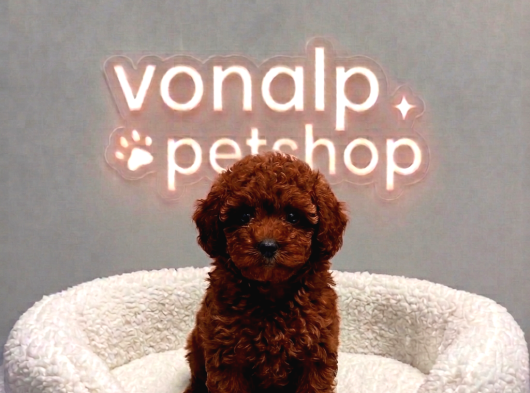 Vonalp Pet Garantisiyle Efsane Güzelli̇kte Toy Poodle