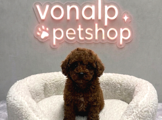Vonalp Pet Garantisiyle Efsane Güzelli̇kte Toy Poodle görsel