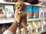 ORJİNAL MALTİPOO YAVULARI