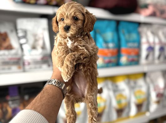 ORJİNAL MALTİPOO YAVULARI