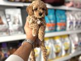 Orji̇nal Malti̇poo Yavulari