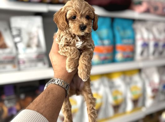 Orji̇nal Malti̇poo Yavulari görsel