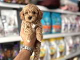 Orji̇nal Malti̇poo Yavulari