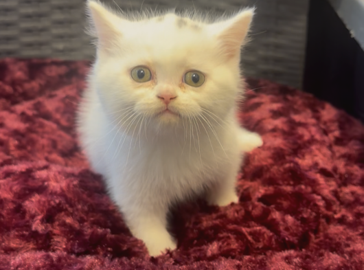 Mükemmel A Kalite British Shorthair Yavrularımız görsel