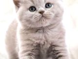 Bri̇ti̇sh Shorthai̇r Safkan Bebekleri̇m
