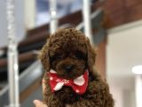 KORE KAN TOY POODLE YAVRULARIMIZ