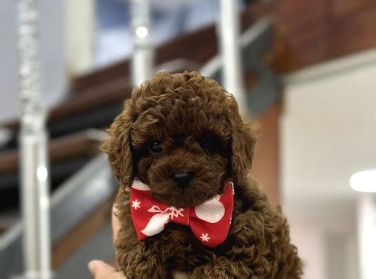 Kore Kan Toy Poodle Yavrularimiz