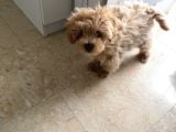 0 Numara Teacup Toypoodle Multipoo Karışımı