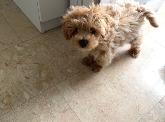 0 Numara Teacup Toypoodle Multipoo Karışımı görsel