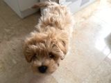 0 Numara Teacup Toypoodle Multipoo Karışımı