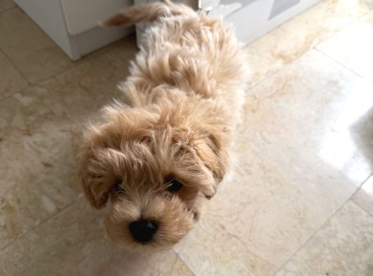 0 Numara Teacup Toypoodle Multipoo Karışımı görsel