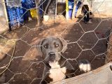 Cane Corso Blue Di̇şi̇ Sahi̇plendi̇rme