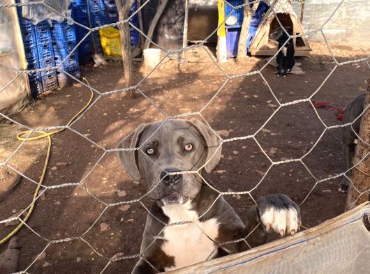 Cane Corso Blue Di̇şi̇ Sahi̇plendi̇rme görsel